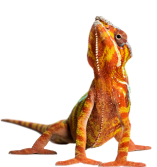 Outros Pets