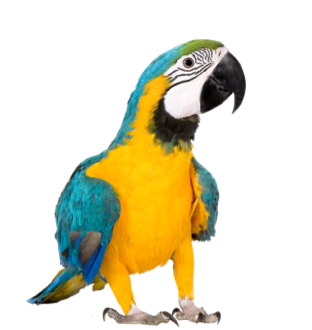 Pássaro