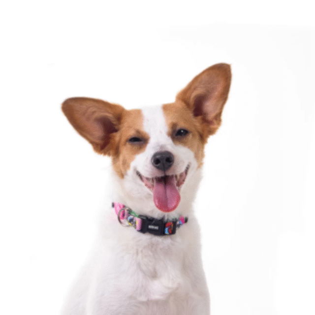 COLEIRA FREEFARO - MENINAS SUPERPODEROSAS PARA CÃES - Imagem 5